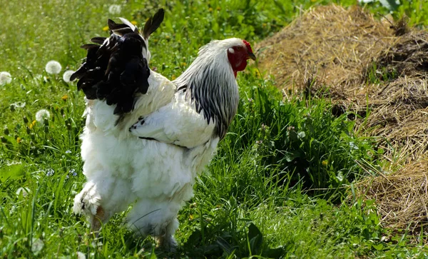 Ein Sehr Großes Brahma Huhn Mit Einem Bogenroten Kamm Auf lizenzfreie Stockbilder