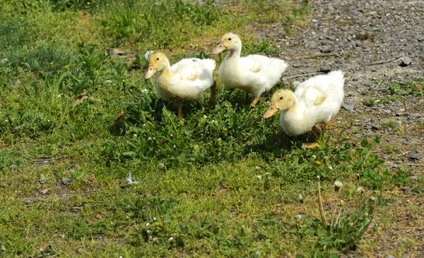 Pequeños Patitos Blancos Domésticos Pastan Sobre Fondo Hierba Verde Con —  Fotos de Stock