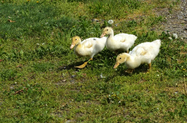 Small Domestic White Ducklings Graze Background Green Grass Yellow Dandelions — Stock Photo, Image