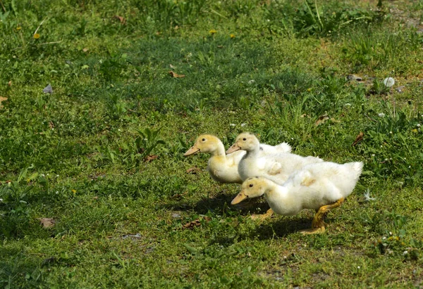 Malé Domácí Bílý Kachňata Pasou Pozadí Zelené Trávy Žluté Pampelišky — Stock fotografie