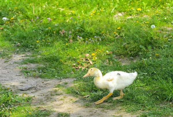 Small Domestic White Ducklings Graze Background Green Grass Yellow Dandelions — Stock Photo, Image