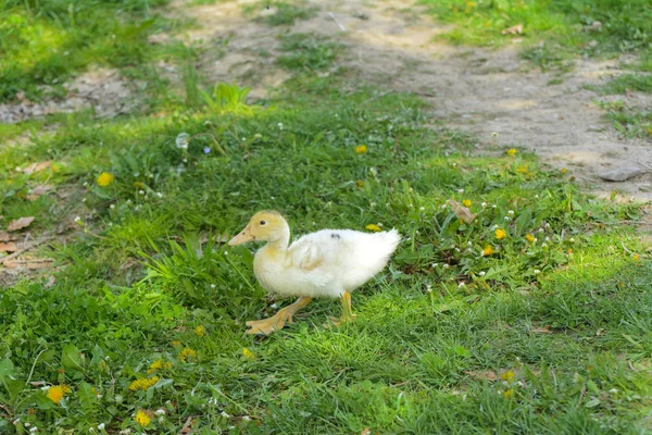 Small Domestic White Ducklings Graze Background Green Grass Yellow Dandelions — Stock Photo, Image