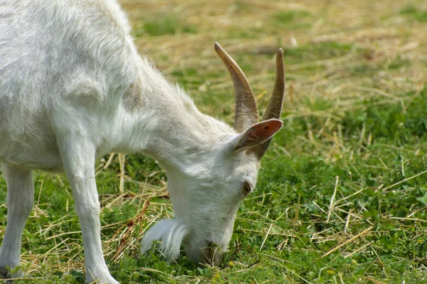 White Goat Long Horns White Gray Beard Close Grazes Background — Stock Photo, Image