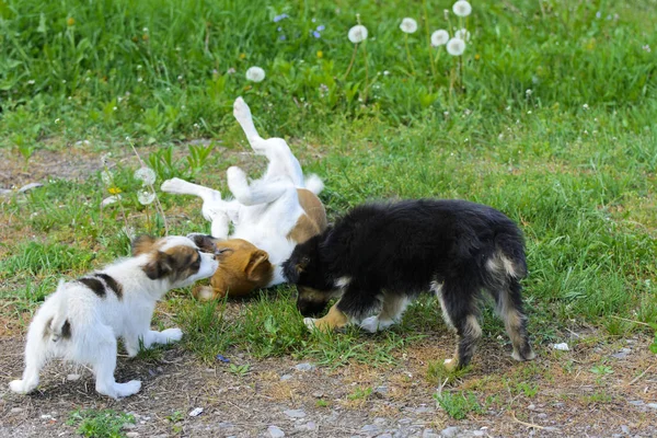 Little puppies bite and play with each other against the background of green grass. Beautiful white color, black nose and brown ears. Group of cheerful dogs.
