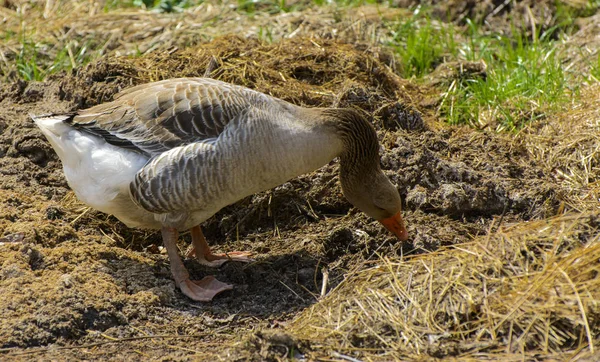 Large Homemade Gray Goose Grazes Background Green Grass Yellow Dandelions — Stock Photo, Image