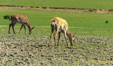 Geyik deri değiştirme benzersiz bir süre. Geyik onun saç kaybeder. Kafa ile başlar, sonra boyun, bacak, sırt ve son olarak, yan ve göbek gidiyor. Kel yamalar ile korkunç çirkin kürk