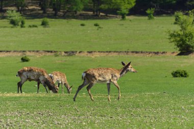 Geyik deri değiştirme benzersiz bir süre. Geyik onun saç kaybeder. Kafa ile başlar, sonra boyun, bacak, sırt ve son olarak, yan ve göbek gidiyor. Kel yamalar ile korkunç çirkin kürk