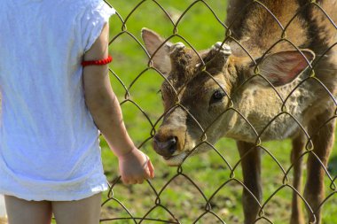 Khust, Ukrayna - 28 Nisan 2018. Küçük bir kız Genç bir geyik yaz yeşil çim bir arka plan moulting dönemde hayvanat bahçesinde beslenir. Kel yamalar ile korkunç çirkin kürk