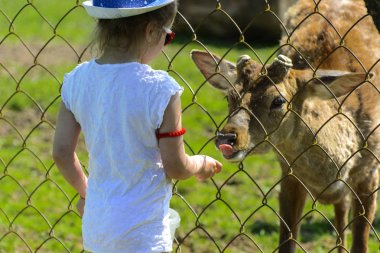 Khust, Ukrayna - 28 Nisan 2018. Küçük bir kız Genç bir geyik yaz yeşil çim bir arka plan moulting dönemde hayvanat bahçesinde beslenir. Kel yamalar ile korkunç çirkin kürk