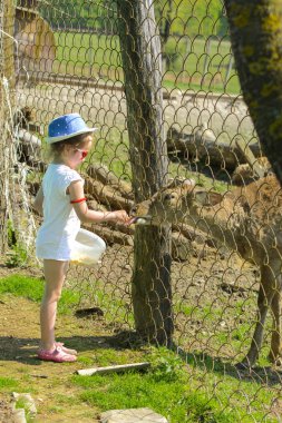 Khust, Ukrayna - 28 Nisan 2018. Küçük bir kız Genç bir geyik yaz yeşil çim bir arka plan moulting dönemde hayvanat bahçesinde beslenir. Kel yamalar ile korkunç çirkin kürk