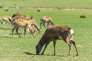 Geyik deri değiştirme benzersiz bir süre. Geyik onun saç kaybeder. Kafa ile başlar, sonra boyun, bacak, sırt ve son olarak, yan ve göbek gidiyor. Kel yamalar ile korkunç çirkin kürk
