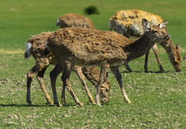 Geyik deri değiştirme benzersiz bir süre. Geyik onun saç kaybeder. Kafa ile başlar, sonra boyun, bacak, sırt ve son olarak, yan ve göbek gidiyor. Kel yamalar ile korkunç çirkin kürk