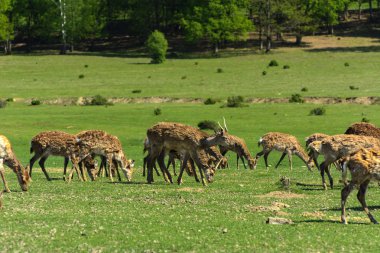 Geyik deri değiştirme benzersiz bir süre. Geyik onun saç kaybeder. Kafa ile başlar, sonra boyun, bacak, sırt ve son olarak, yan ve göbek gidiyor. Kel yamalar ile korkunç çirkin kürk