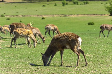 Geyik deri değiştirme benzersiz bir süre. Geyik onun saç kaybeder. Kafa ile başlar, sonra boyun, bacak, sırt ve son olarak, yan ve göbek gidiyor. Kel yamalar ile korkunç çirkin kürk