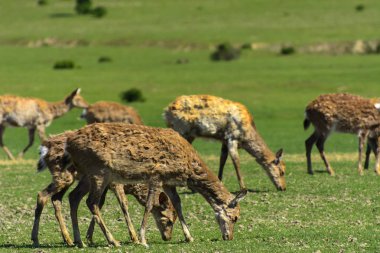 Geyik deri değiştirme benzersiz bir süre. Geyik onun saç kaybeder. Kafa ile başlar, sonra boyun, bacak, sırt ve son olarak, yan ve göbek gidiyor. Kel yamalar ile korkunç çirkin kürk