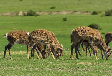 Geyik deri değiştirme benzersiz bir süre. Geyik onun saç kaybeder. Kafa ile başlar, sonra boyun, bacak, sırt ve son olarak, yan ve göbek gidiyor. Kel yamalar ile korkunç çirkin kürk