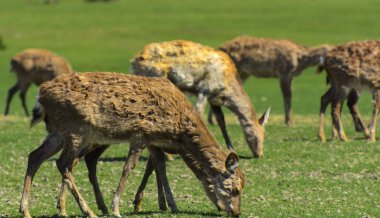 Geyik deri değiştirme benzersiz bir süre. Geyik onun saç kaybeder. Kafa ile başlar, sonra boyun, bacak, sırt ve son olarak, yan ve göbek gidiyor. Kel yamalar ile korkunç çirkin kürk