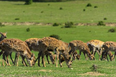 Geyik deri değiştirme benzersiz bir süre. Geyik onun saç kaybeder. Kafa ile başlar, sonra boyun, bacak, sırt ve son olarak, yan ve göbek gidiyor. Kel yamalar ile korkunç çirkin kürk