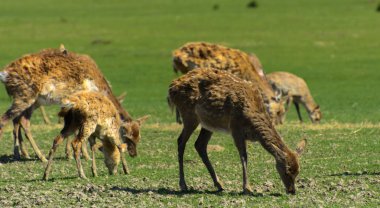 Geyik deri değiştirme benzersiz bir süre. Geyik onun saç kaybeder. Kafa ile başlar, sonra boyun, bacak, sırt ve son olarak, yan ve göbek gidiyor. Kel yamalar ile korkunç çirkin kürk
