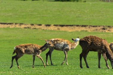 Geyik deri değiştirme benzersiz bir süre. Geyik onun saç kaybeder. Kafa ile başlar, sonra boyun, bacak, sırt ve son olarak, yan ve göbek gidiyor. Kel yamalar ile korkunç çirkin kürk