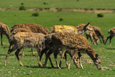 Geyik deri değiştirme benzersiz bir süre. Geyik onun saç kaybeder. Kafa ile başlar, sonra boyun, bacak, sırt ve son olarak, yan ve göbek gidiyor. Kel yamalar ile korkunç çirkin kürk
