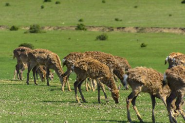 Geyik deri değiştirme benzersiz bir süre. Geyik onun saç kaybeder. Kafa ile başlar, sonra boyun, bacak, sırt ve son olarak, yan ve göbek gidiyor. Kel yamalar ile korkunç çirkin kürk