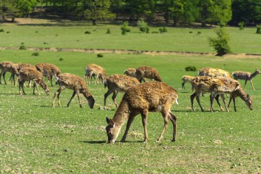 Geyik deri değiştirme benzersiz bir süre. Geyik onun saç kaybeder. Kafa ile başlar, sonra boyun, bacak, sırt ve son olarak, yan ve göbek gidiyor. Kel yamalar ile korkunç çirkin kürk