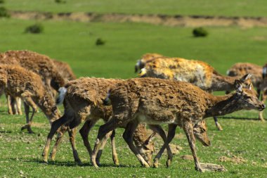 Geyik deri değiştirme benzersiz bir süre. Geyik onun saç kaybeder. Kafa ile başlar, sonra boyun, bacak, sırt ve son olarak, yan ve göbek gidiyor. Kel yamalar ile korkunç çirkin kürk