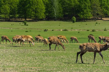 Geyik deri değiştirme benzersiz bir süre. Geyik onun saç kaybeder. Kafa ile başlar, sonra boyun, bacak, sırt ve son olarak, yan ve göbek gidiyor. Kel yamalar ile korkunç çirkin kürk