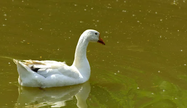 Weiße Wohlgenährte Hausgänse Mit Rotem Schnabel Schweben Anmutig Auf Dem — Stockfoto