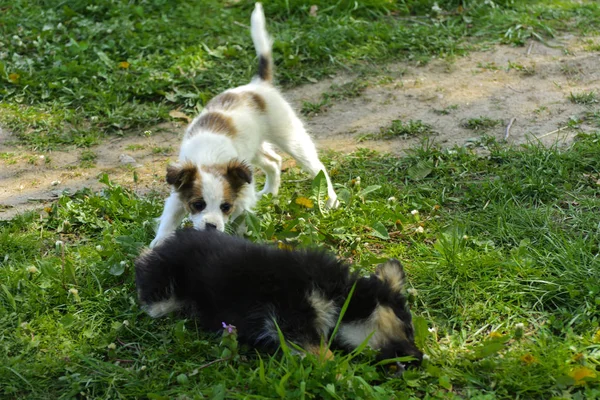 Little puppies bite and play with each other against the background of green grass. Beautiful white color, black nose and brown ears. Group of cheerful dogs.