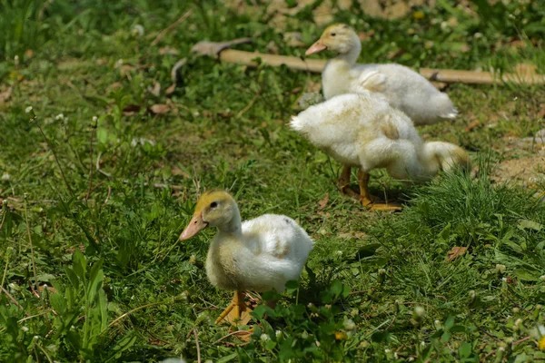 Små Inhemska Vita Ankungar Betar Bakgrund Grönt Gräs Med Gula — Stockfoto