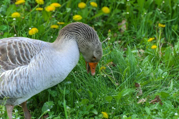 Large Homemade Gray Goose Grazes Background Green Grass Yellow Dandelions — Stock Photo, Image