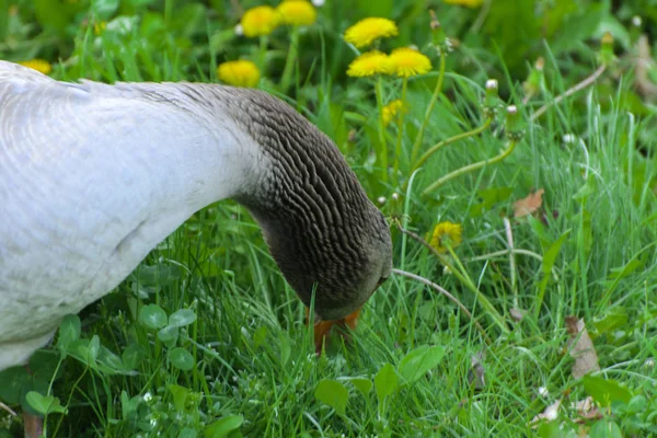 Stor Hjemmelaget Grå Gås Gresser Bakgrunn Grønt Gress Med Gule – stockfoto