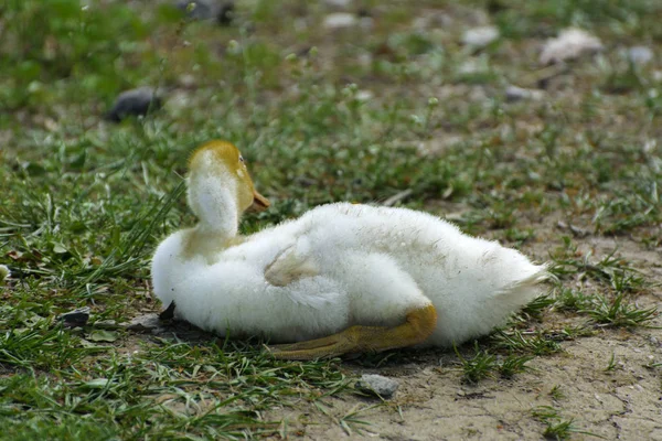 Les Petits Canetons Blancs Domestiques Paissent Sur Fond Herbe Verte — Photo