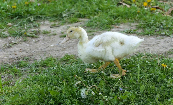 Small Domestic White Ducklings Graze Background Green Grass Yellow Dandelions — Stock Photo, Image