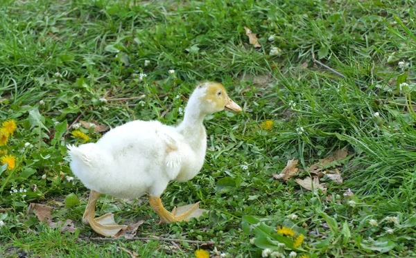 Small Domestic White Ducklings Graze Background Green Grass Yellow Dandelions — Stock Photo, Image