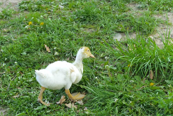 Small Domestic White Ducklings Graze Background Green Grass Yellow Dandelions — Stock Photo, Image