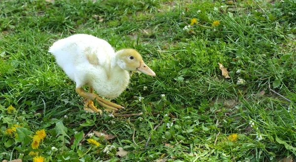 Small Domestic White Ducklings Graze Background Green Grass Yellow Dandelions — Stock Photo, Image