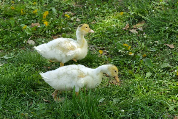 Small Domestic White Ducklings Graze Background Green Grass Yellow Dandelions — Stock Photo, Image