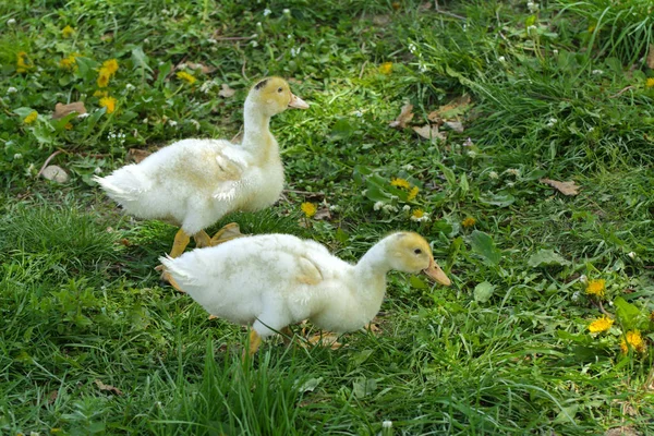 Small Domestic White Ducklings Graze Background Green Grass Yellow Dandelions — Stock Photo, Image