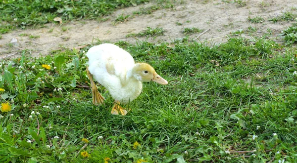 小白鸭在绿草的背景下放牧黄色蒲公英 — 图库照片
