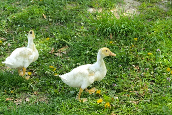 Small Domestic White Ducklings Graze Background Green Grass Yellow Dandelions — Stock Photo, Image