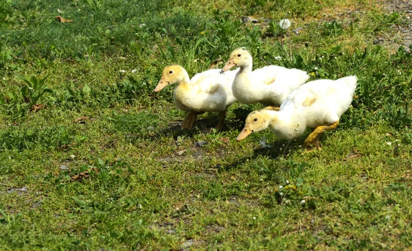 Pequeños Patitos Blancos Domésticos Pastan Sobre Fondo Hierba Verde Con —  Fotos de Stock