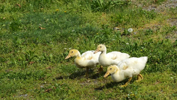 Kleine Weiße Hausentchen Grasen Auf Grünem Gras Mit Gelben Löwenzahn — Stockfoto