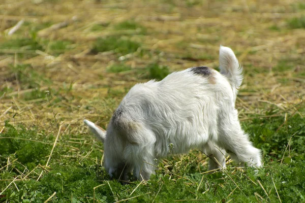 Malá Koza Chodí Přes Farmu Pozadí Žluté Slámy Originální Černé — Stock fotografie