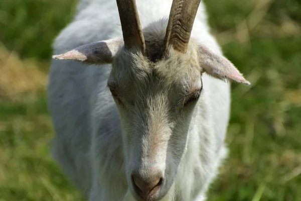 White Goat Long Horns White Gray Beard Close Grazes Background — Stock Photo, Image