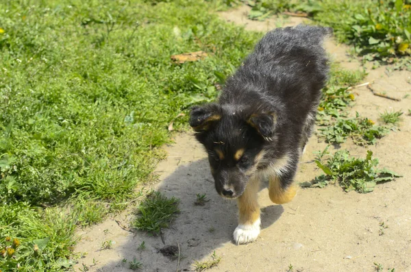 Küçük Köpek Yavrusu Yakın Çekim Yeşil Çim Bir Arka Plan — Stok fotoğraf