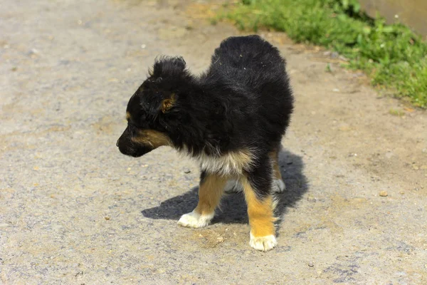 Küçük Köpek Yavrusu Yakın Çekim Yeşil Çim Bir Arka Plan — Stok fotoğraf