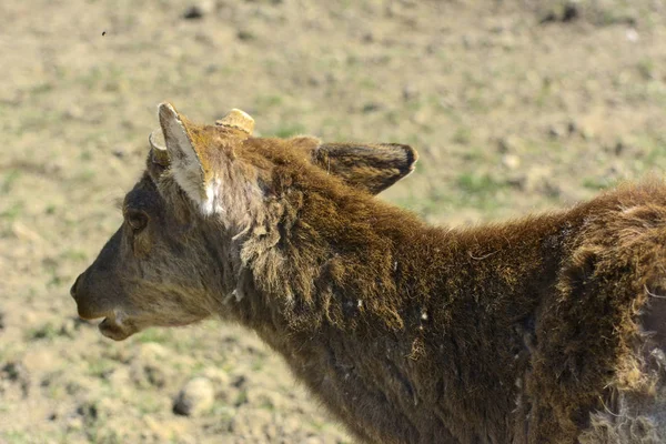 A unique period of molting deer. The deer loses its hair. It starts with the head, then goes over to the neck, legs, back and, finally, to the sides and belly. Scary ugly fur with bald patches
